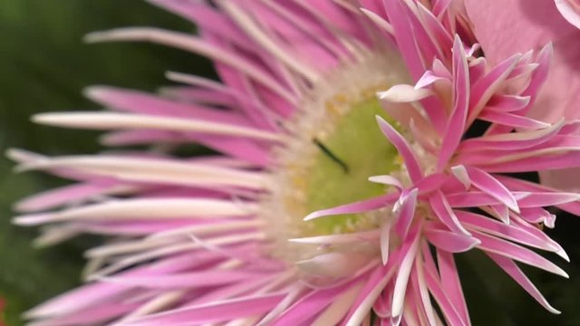 Beautiful white and pink asters in a bouquet. Closeup A large white-pink aster in a flower shop.