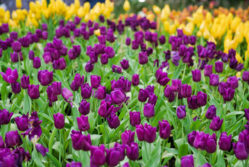 Beautiful purple tulip flower.Blooming colorful tulip flowers in garden as floral background