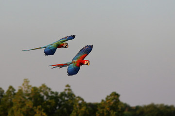 Colorful flock of parrot flying in the sky, Freedom concept