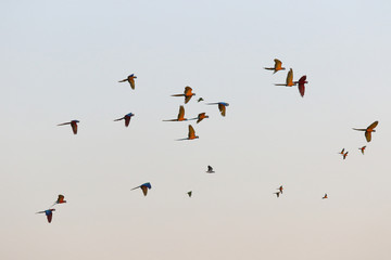Fototapeta premium Colorful flock of parrot flying in the sky, Freedom concept