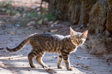 Naklejka premium kitten in the street on a sunny day