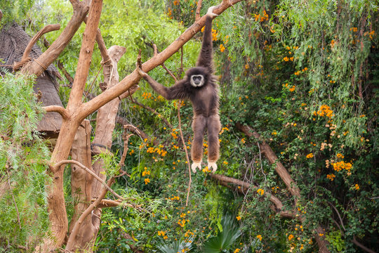 Affe