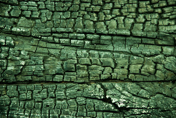 Wood texture of burnt tree in green color