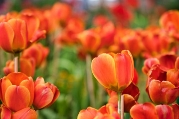 Beautiful Orange tulip flower.Blooming colorful tulip flowers in garden as floral background