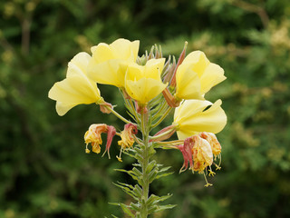 Oenothera biennis | Fleurs et boutons d'onagre bisannuelle ou belle de nuit
