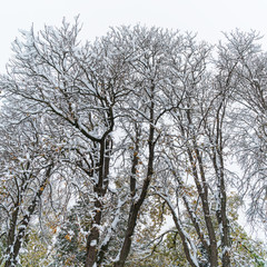 tree in winter