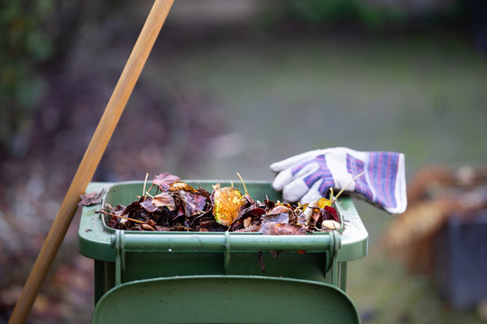 Sweeping the fallen leaves from the garden ground into a green waste bin for recycling during autumn fall season