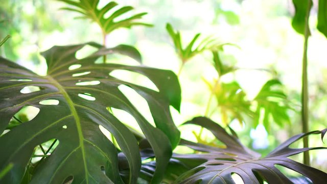 Tropical house plants semi outdoor indoor decorate rainforest idea