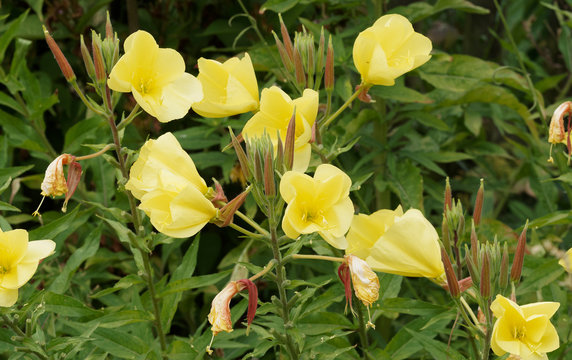 Onagre Bilder Durchsuchen 97 Archivfotos, und Videos