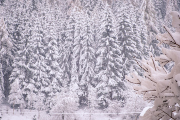 Winter landscape in the town of Neustift in the Stubai Valley in Austria. Snowy trees after heavy snowfall
