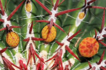 KAKTUS ferocactus piliferus