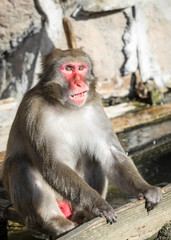 Naklejka premium Smiling and sitting red face Japanese macaque monkey