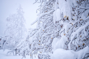 Winter landscape in the town of Neustift in the Stubai Valley in Austria. Snowy trees after heavy snowfall