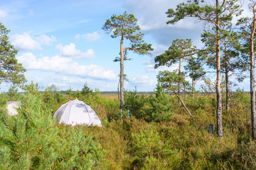 Camping tents in the wetlands. Tourist camp in the swamp.