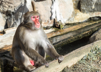 Sitting Japanese macaque monkey with red face