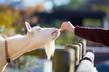 A hand giving and feeding a white goat. 