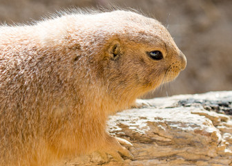 Close up side view picture of a cute prairie dog. 