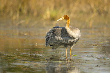 Sarus crane (Antigone antigone) is a large nonmigratory crane found in parts of the Indian subcontinent, Southeast Asia, and Australia