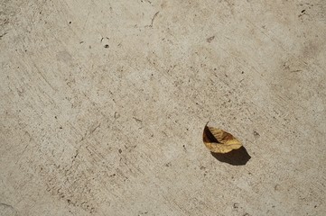 An old dry leaf on the cement floor, background