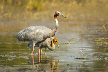 Sarus crane (Antigone antigone) is a large nonmigratory crane found in parts of the Indian...