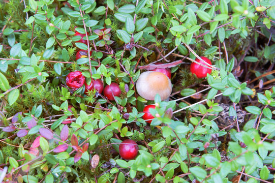 Red cranberry on marsh moss. Cranberry berries in moss.