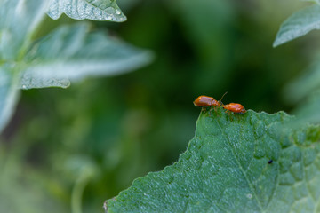 Couple of ladybugs on a Pumpkin leaves over green background