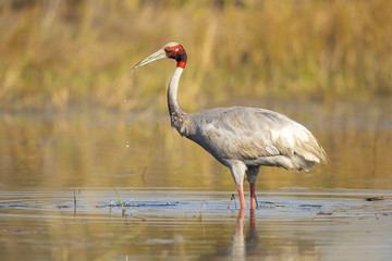 Sarus crane (Antigone antigone) is a large nonmigratory crane found in parts of the Indian...