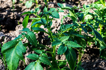 Planting potatoes in Thailand, Potato seedlings, Potato fields.