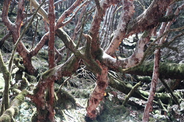 wild big tree in langtang himal, nepal