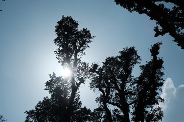 wild big tree in langtang himal, nepal