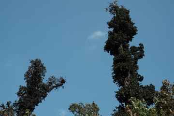 wild big tree in langtang himal, nepal
