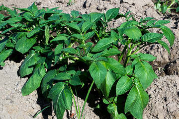Planting potatoes in Thailand, Potato seedlings, Potato fields.
