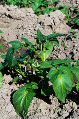 Planting potatoes in Thailand, Potato seedlings, Potato fields.