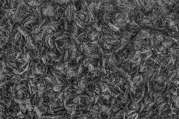 Pattern and Textured of leaves in nature for background in black and white style - art and abstract wallpaper concept.