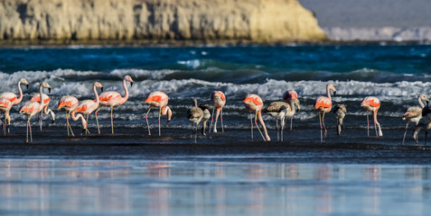 Naklejka premium Flamingos flock, Peninsula Valdes, Patagonia, Argentina