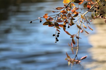 im Herbst