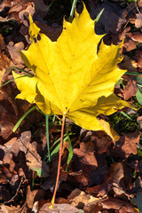 Une belle feuille jaune