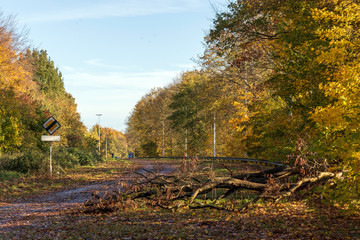 Chute de branche sur l'autoroute
