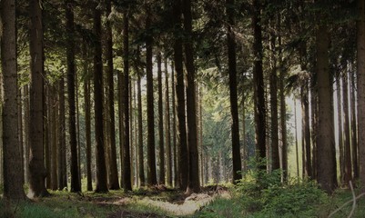 Obraz premium zwischen hohen Bäumen