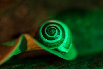 little snail on a green leaf,  close up shoot