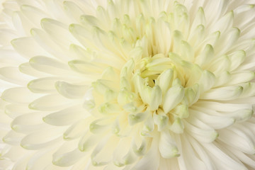 Chrysanthemum petals
