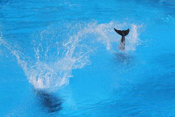 Delphin © Stephan von Mikusch