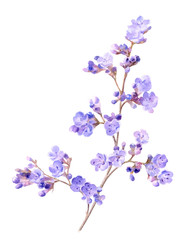Fototapeta na wymiar Branch with small lilac flowers (statice,kermek) hand drawn in watercolor isolated on a white background. Ideal for creating invitations, greeting cards. Floral illustration.Watercolor botanic element