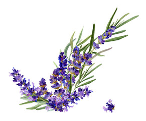 Flower arrangement of lavender with leafed branches hand drawn in watercolor isolated on a white background. Floral watercolor illustration. Ideal for creating invitations, greeting and wedding cards.