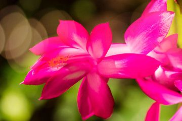 pink cactus flower close up