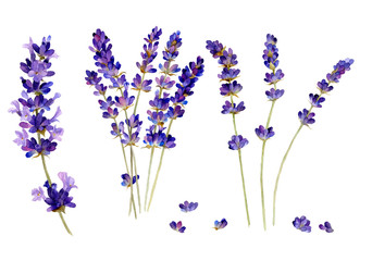 Lavender branches set hand drawn in watercolor isolated on a white background. Ideal for creating invitations, greeting cards. Watercolor botanical elements for the floral arrangements © Tatiana