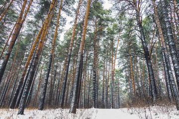 Fototapeta premium Beautiful winter in pine forest. Winter lanscape with heavy snowfall.