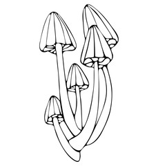 Group of mushrooms on high legs for coloring book pages. Isolated white background.