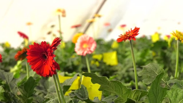 Bouquet of multicolored gerberas. Floral pattern. Red gerbera flowers on a blurry greenhouse background. Production and cultivation of flowers.Gerbera Plantation.