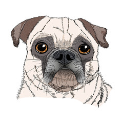Pug dog hand drawn cartoon portrait. Funny happy pug isolated on a white background. Dogs, pets themed design element hand-drawn with pen and ink. 